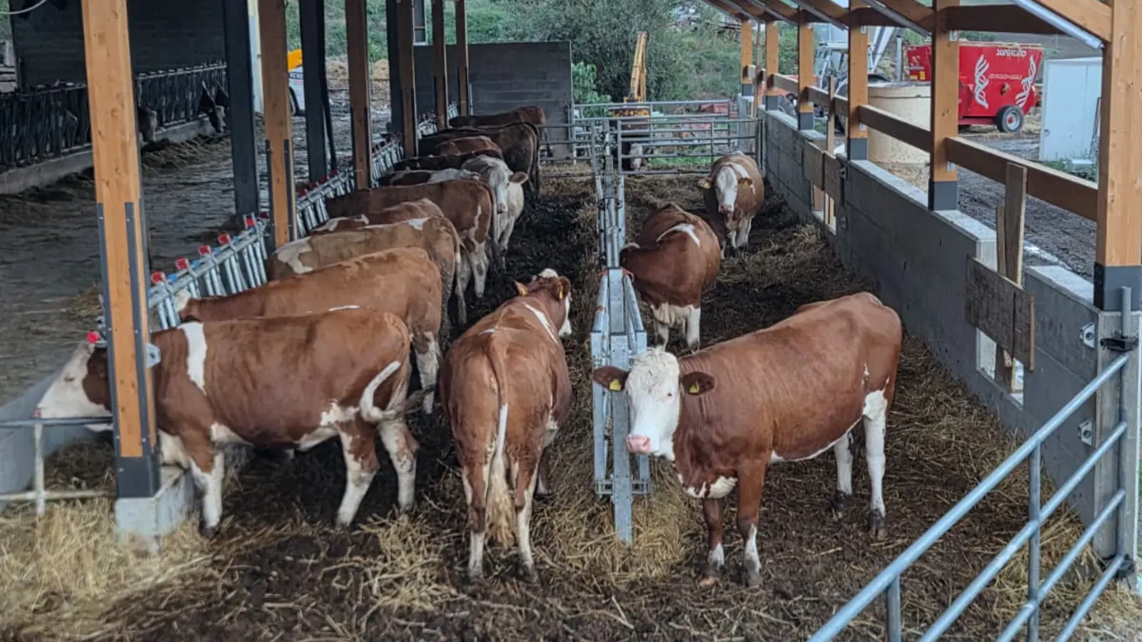 Le mucche del Mastello all’interno della stalla