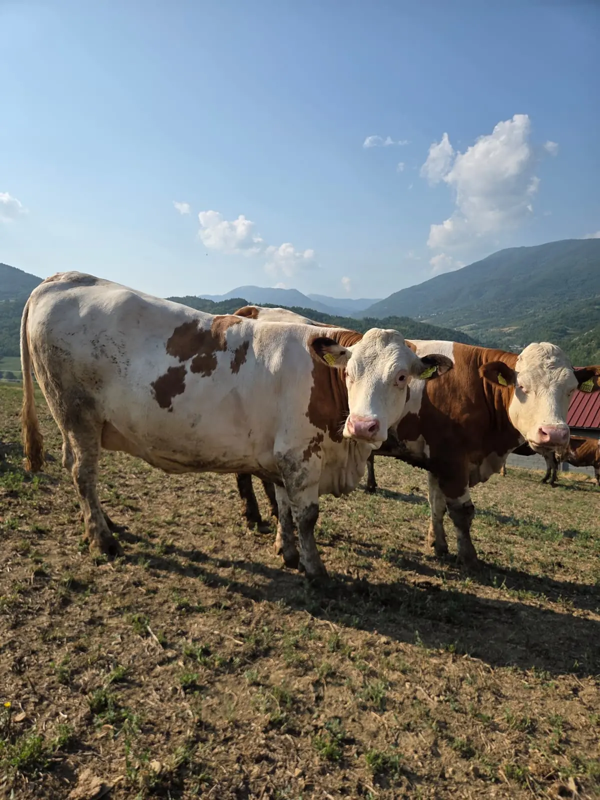 Mucche al pascolo sulle colline di Varzi