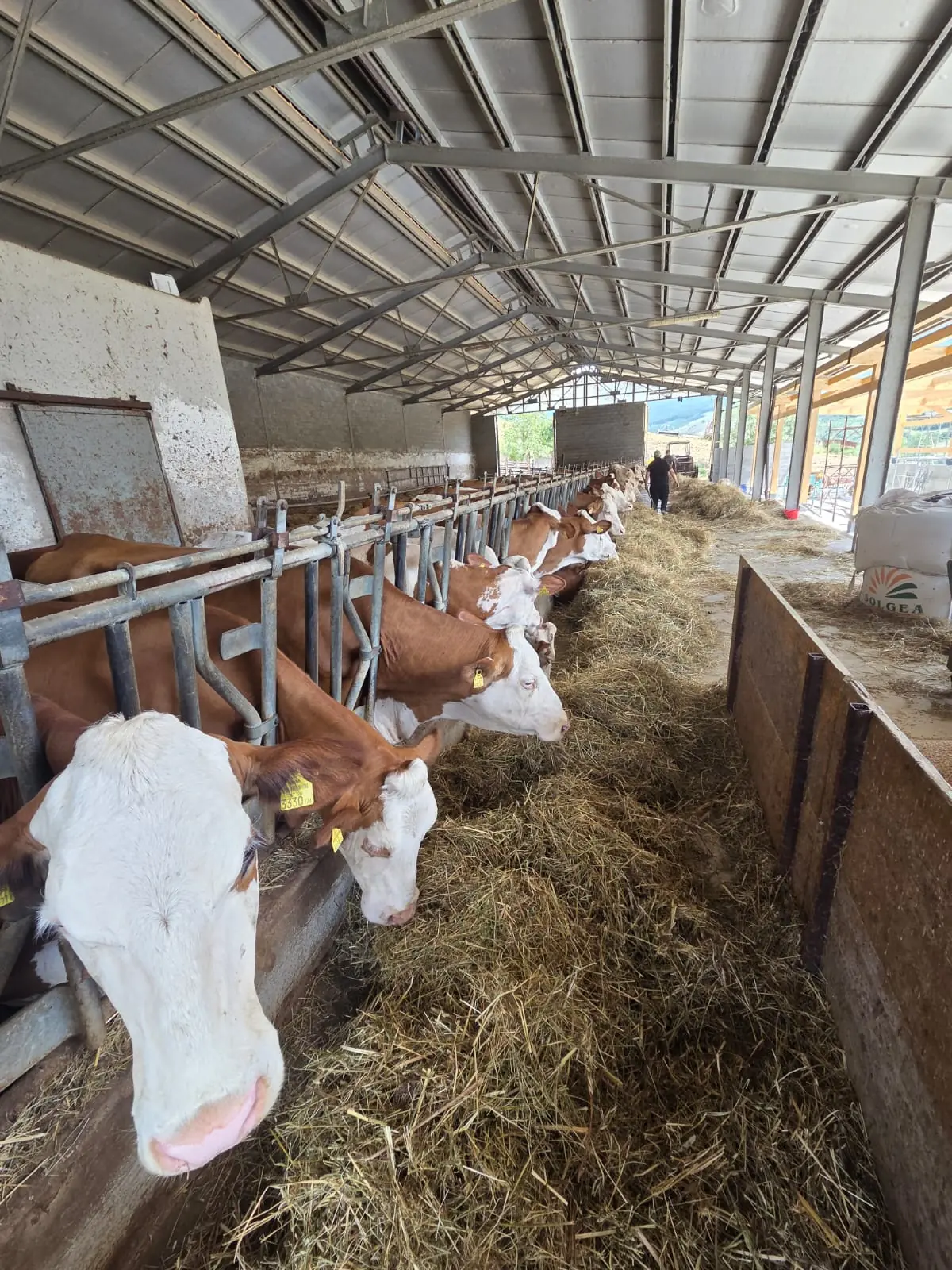 Mucche nella stalla durante l’alimentazione